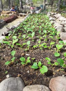 Brand new crops to feed the school