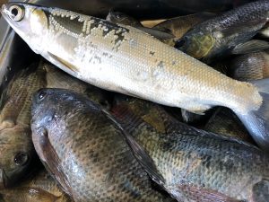 Fresh fish from the school's fishpond